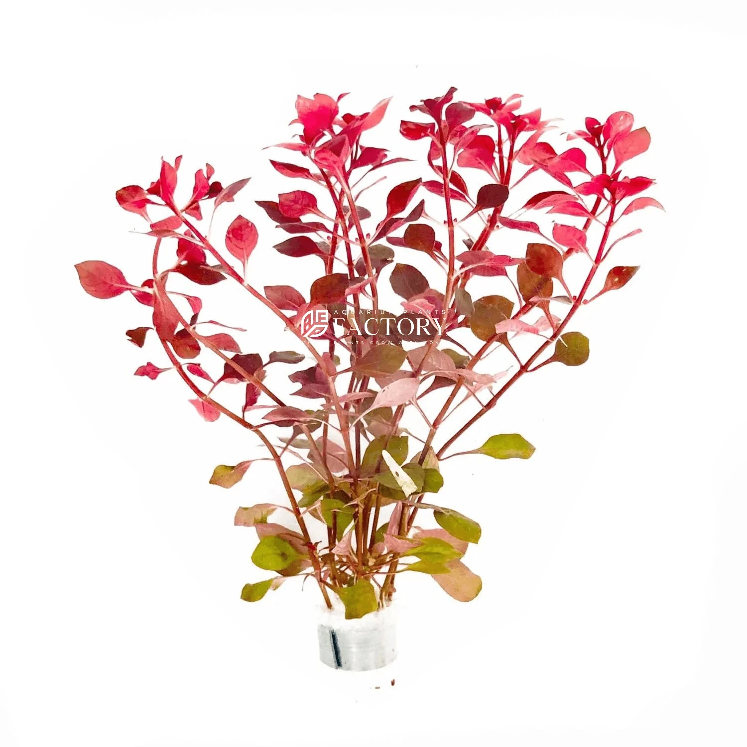 گیاه آبزی آکواریوم پلنت سوپر رد Ludwigia Super Red (پک 3 شاخه)