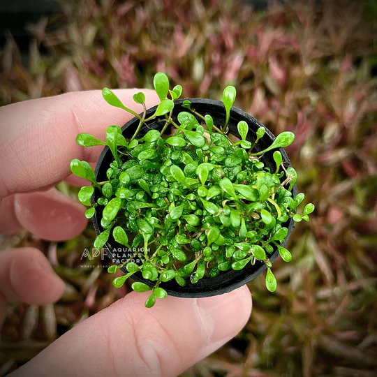 گیاه آبزی آکواریوم پلنت چمن گلوسو  Glossostigma elatinoides
