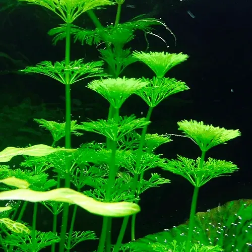 گیاه آبزی آکواریوم پلنت شویدی آمبولیا Limnophila sessiliflora( پک 4 شاخه)