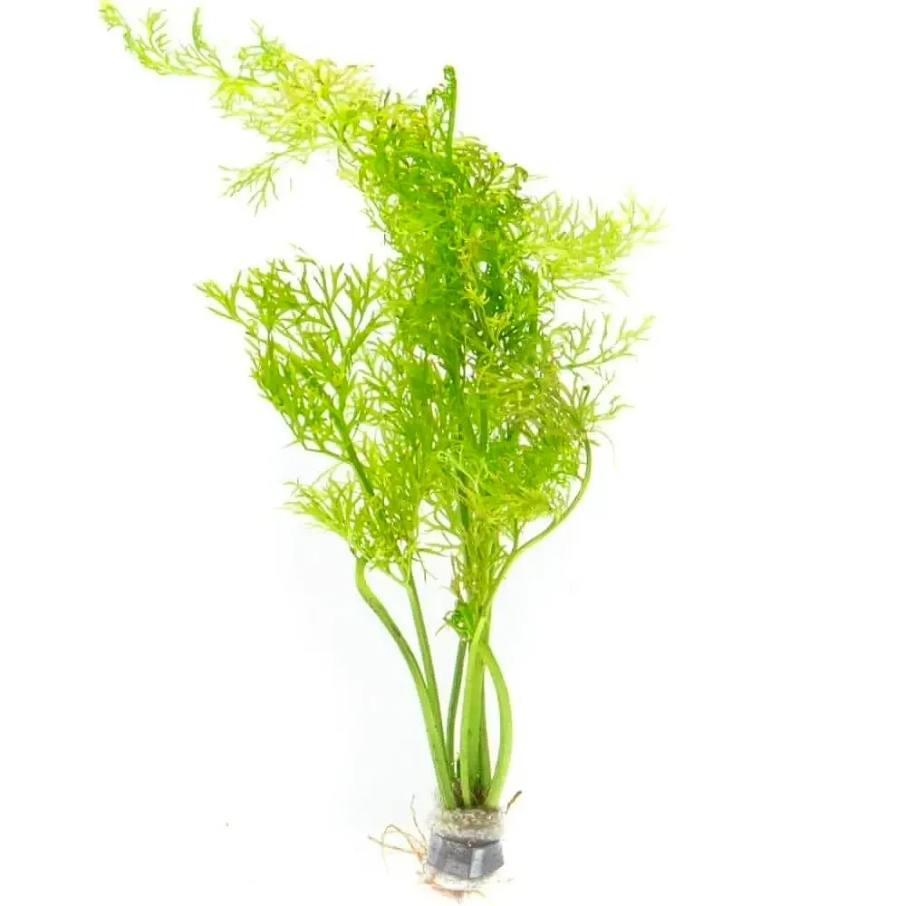 گیاه آبزی آکواریوم پلنت سراتوپتریس برگ نازک Ceratopteris Siliquosa ( پک 4 شاخه)