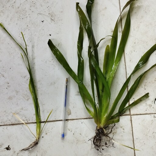 گیاه آبزی آکواریوم پلنت گندمی غول پیکر Vallisneria Gigantea_( پک 3 بوته)