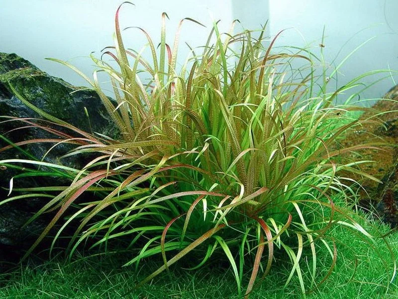 گیاه آبزی آکواریوم پلنت بکسیا جاپونیکا Blyxa japonica