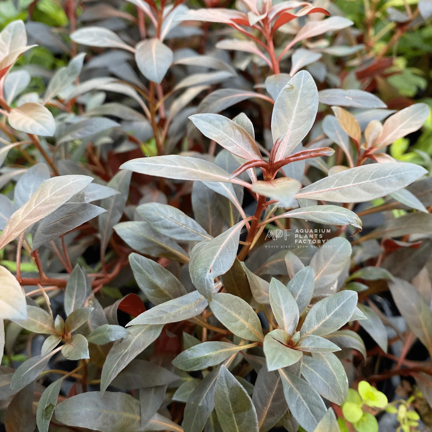 گیاه آبزی آکواریوم پلنت لودوجیا گلاندولوسا Ludwigia Glandulosa (پک 3 شاخه)