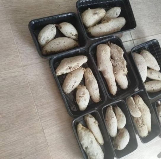 ظرف عسل میکس گل و بیابان و جنگل
