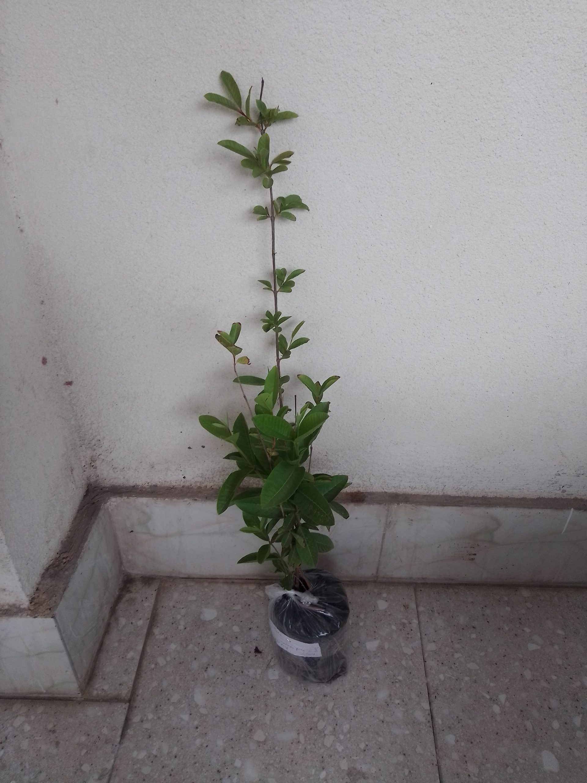 نهال یکساله گواوا تو زرد استوایی یا زیتون محلی