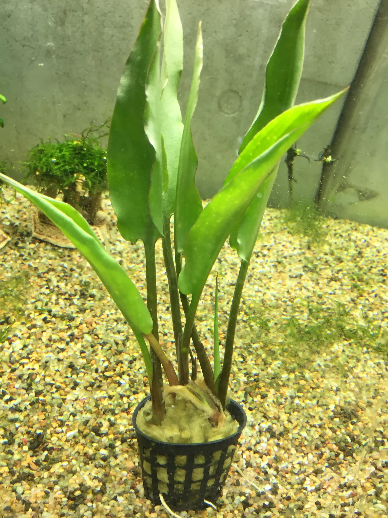 گیاه آبزی آکواریوم پلنت کریپتون برگ پهن Cryptocoryne ciliata