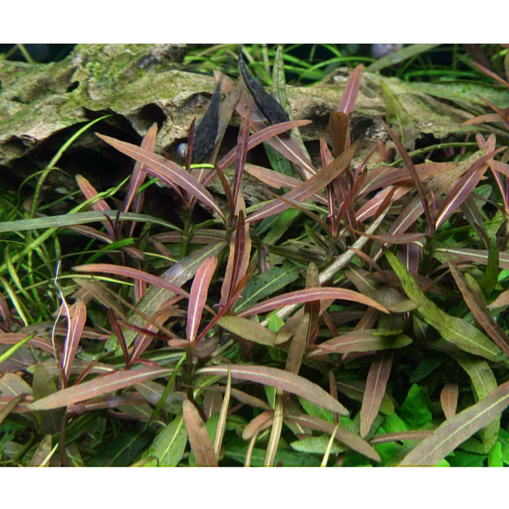 گیاه آبزی آکواریوم پلنت هیگروفلیا تایگر قهوه ای  Hygrophila polysperma 'Tiger'( پک 4 شاخه)