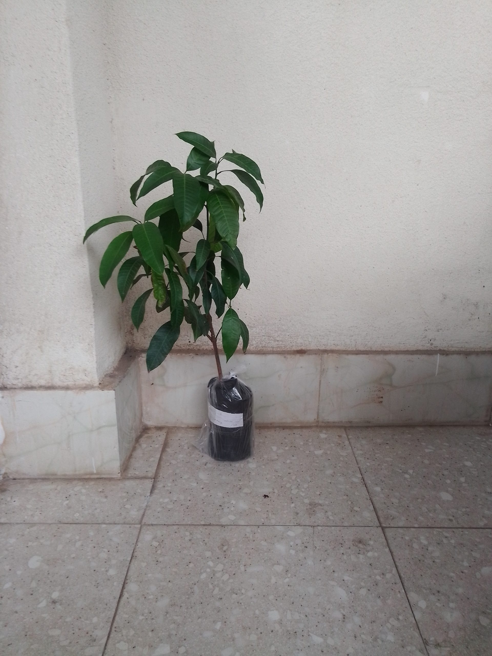 نهال انبه پیوندی چهارفصل