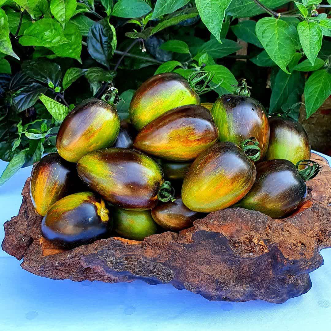بذر گوجه اتمی برد