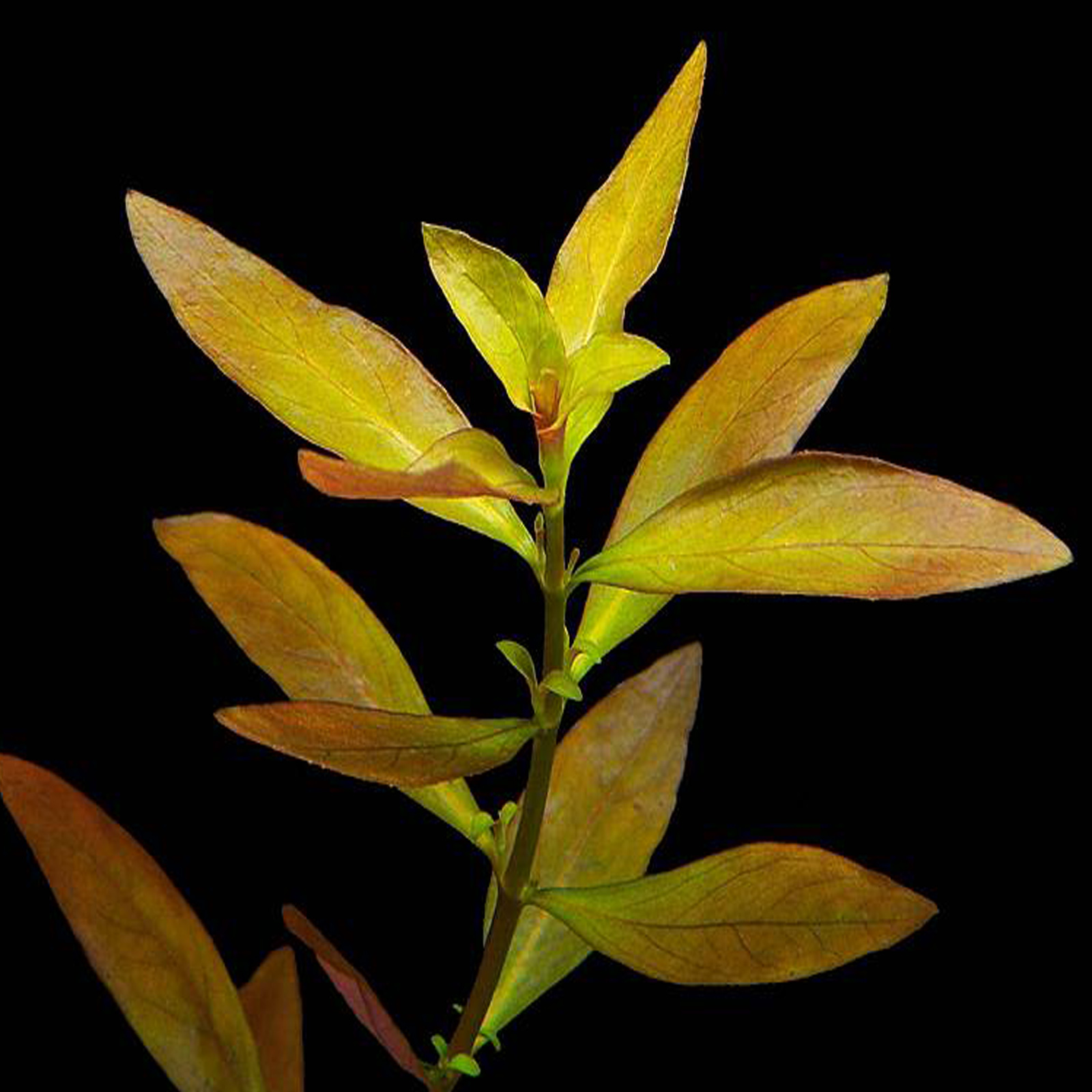 گیاه آبزی آکواریوم پلنت لودوجیا ایکس ریپنس Ludwigia repens x arcuata( پک 4 شاخه)