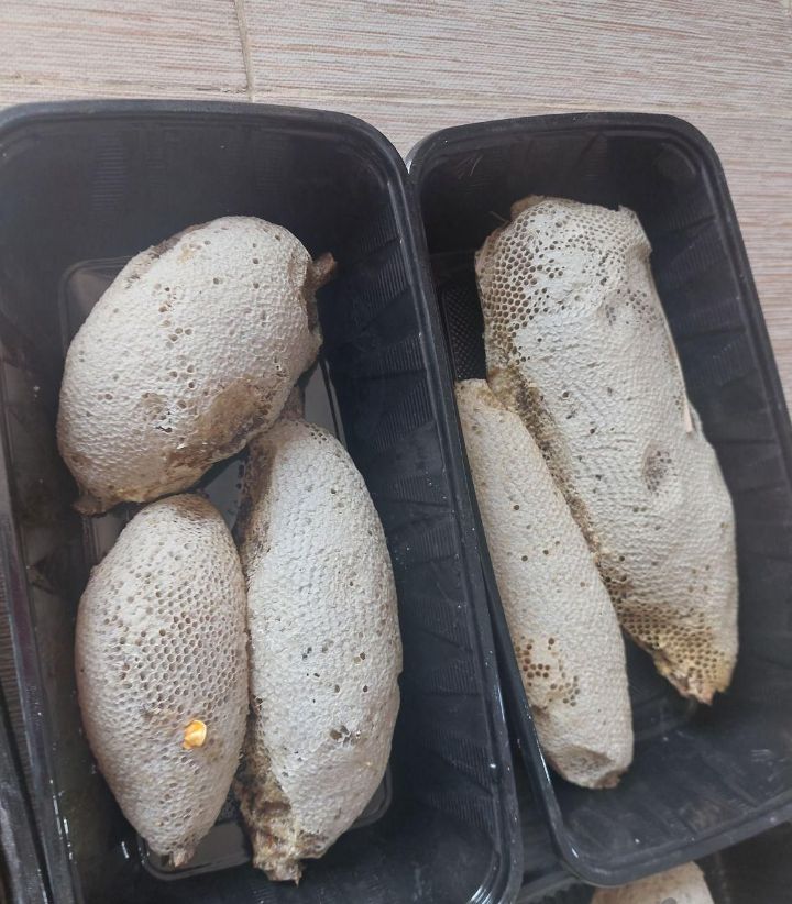 کندو عسل گل طبیعی با ضمانت و تضمین مرجوعی وجه