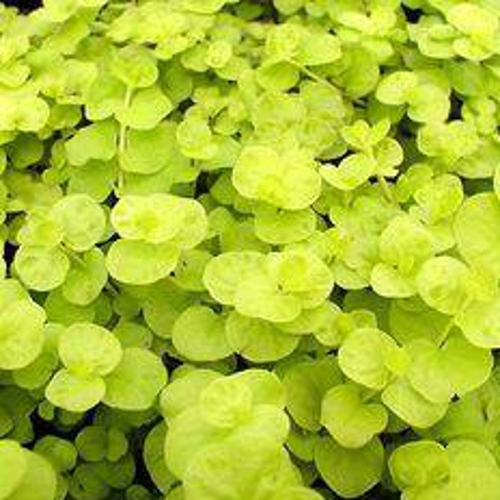 گیاه آبزی آکواریوم پلنت لیسیماشیا طلایی Lysimachia nummularia 'Aurea'( پک 5 شاخه )