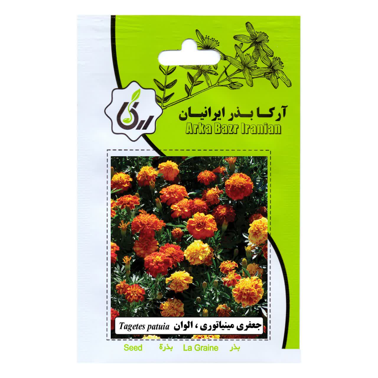 بذر گل جعفری مینیاتوری الوان