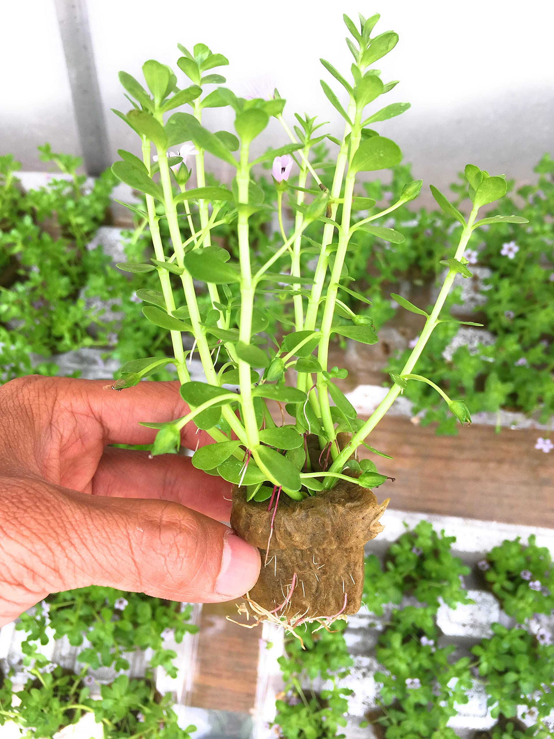 گیاه آبزی آکواریوم پلنت باکوپا منیری Bacopa Moneywort (پک 5 شاخه)