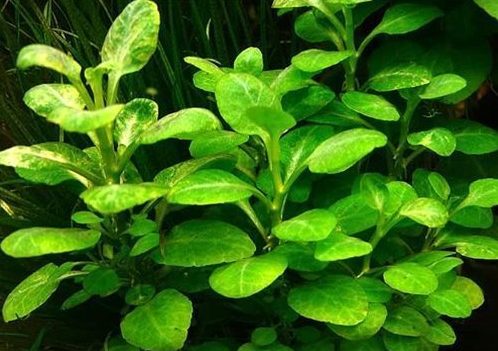 گیاه آبزی آکواریوم پلنت لوبلیا کاردینال Lobelia cardinalis 'Mini' (پک 4 شاخه)