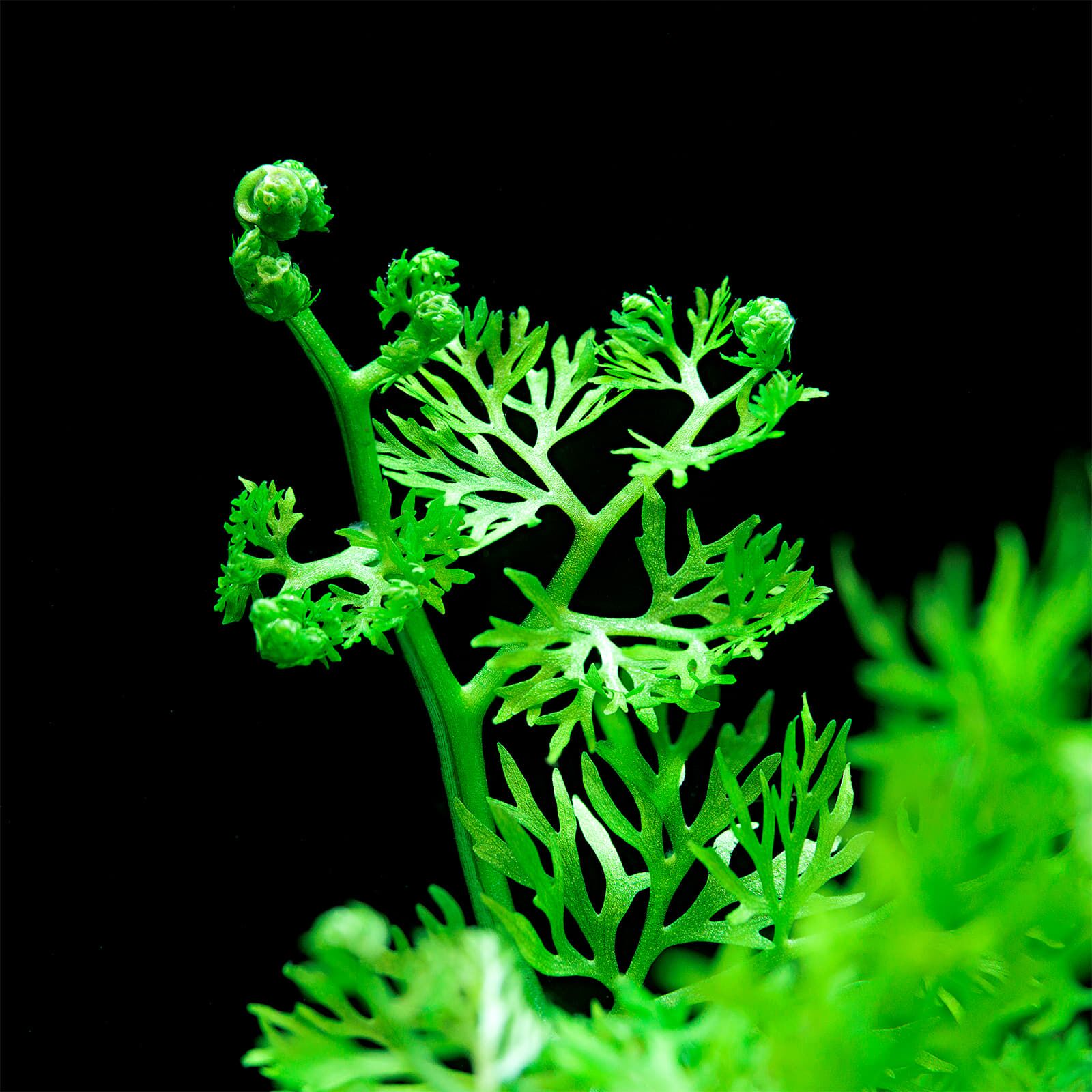 گیاه آبزی آکواریوم پلنت سراتوپتریس برگ ضخیم Ceratopteris Siliquosa( پک 4 شاخه)