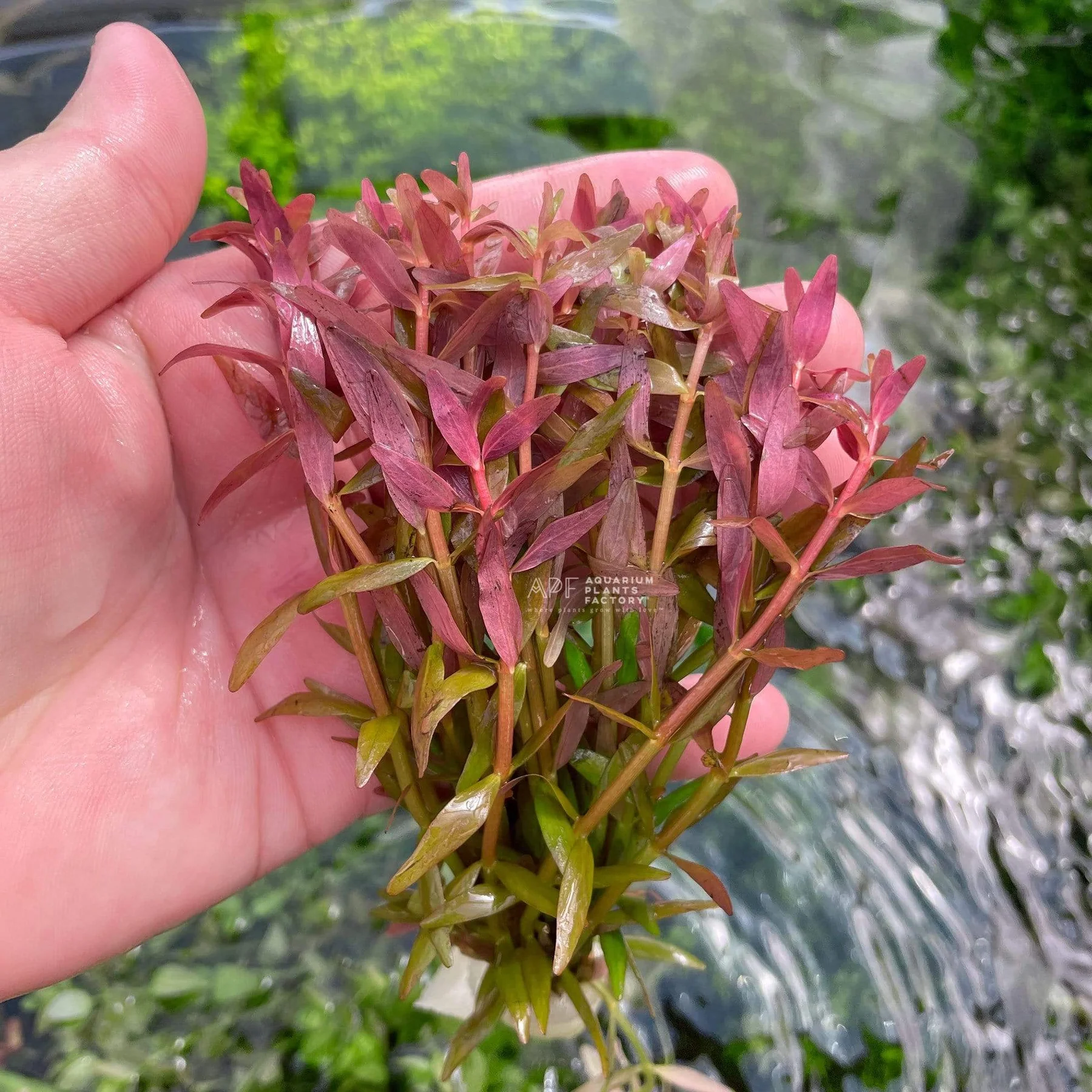 گیاه آبزی آکواریوم پلنت روتالا قرمز  Rotala rotundifolia 