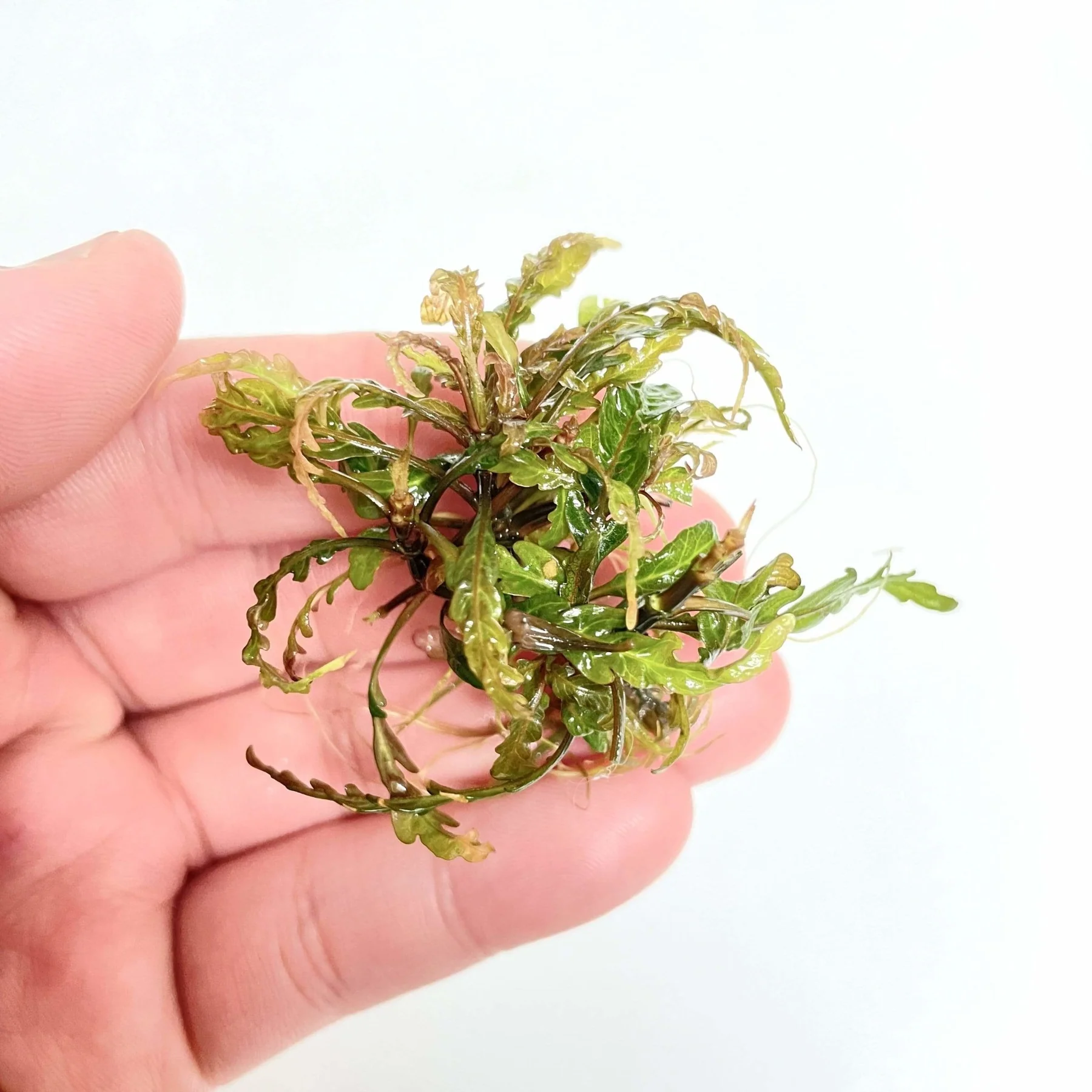 گیاه آبزی آکواریوم پلنت هیگروفلیا پیناتیفیدا Hygrophila Pinnatifida(پک 3 شاخه)