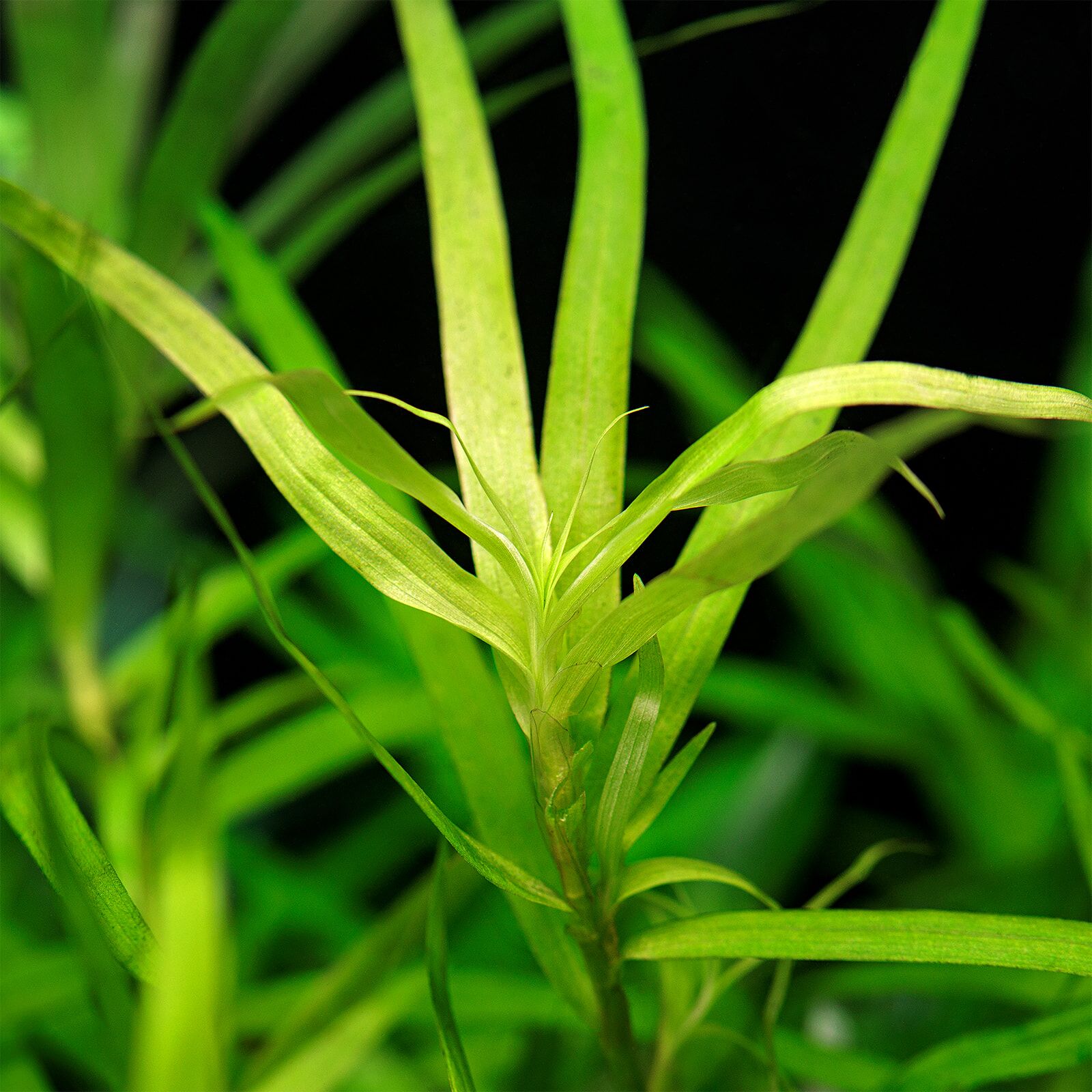 گیاه آبزی آکواریوم پلنت علف ستاره ای Heteranthera zosterifolia( پک 5 شاخه)