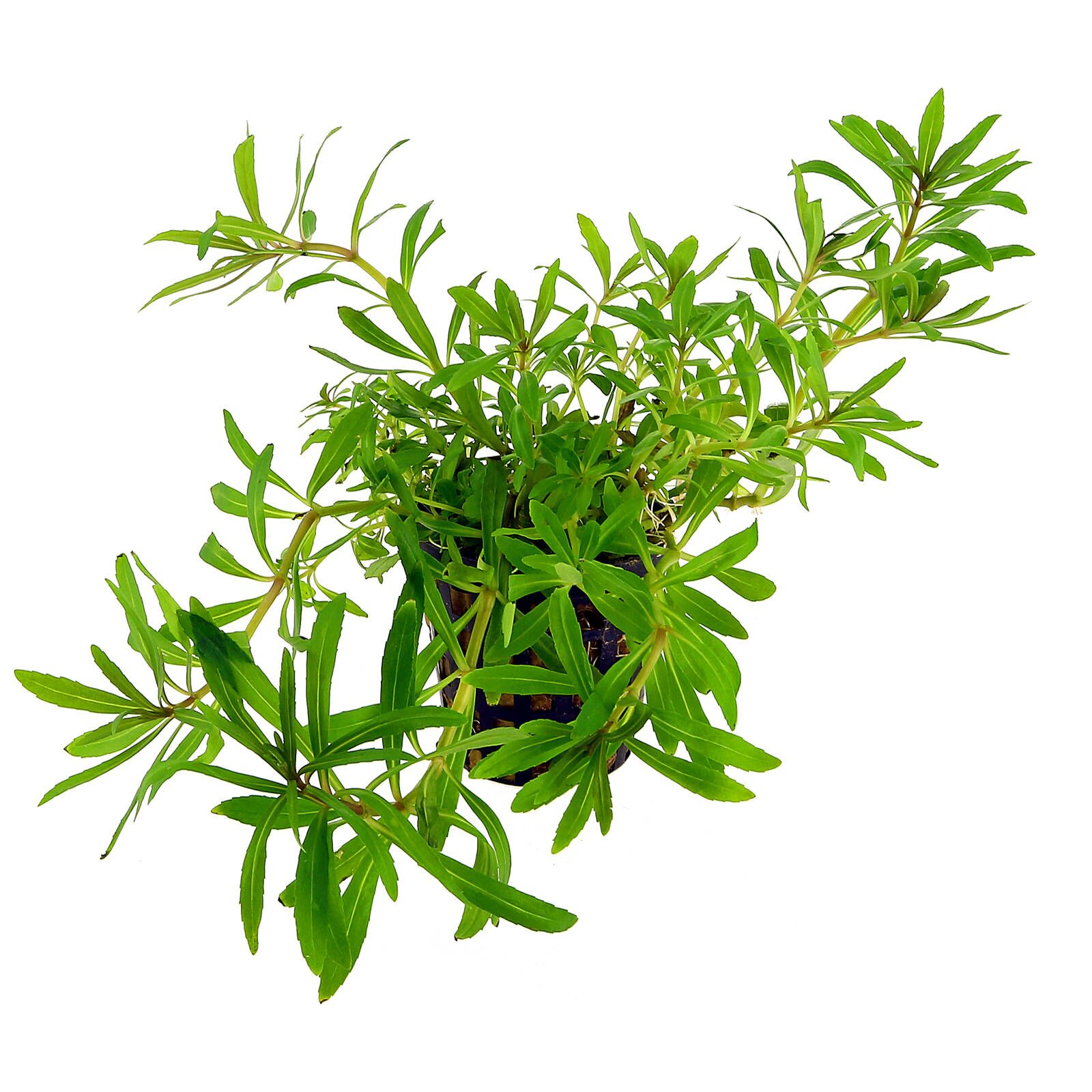 گیاه آبزی آکواریوم پلنت پوگستمون اکتاپوس Pogostemon quadrifolius (پک 4 شاخه)