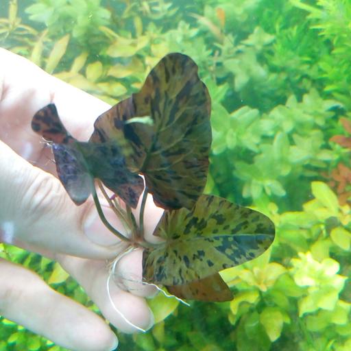 گیاه آبزی آکواریوم پلنت نیلوفر قرمز ببری Nymphaea lotus Tiger Lotus