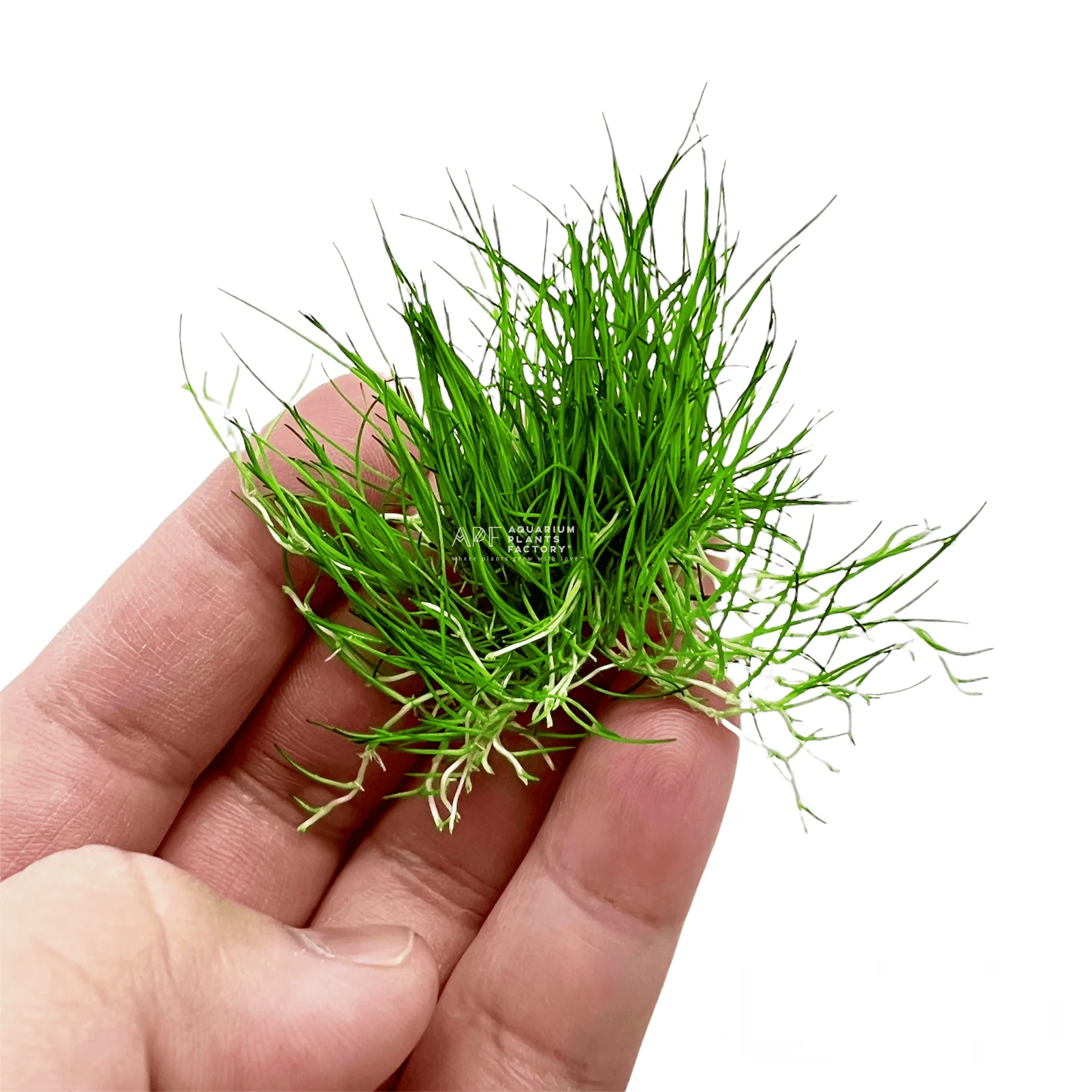 گیاه آبزی آکواریوم پلنت چمن مویی کوتوله Eleocharis sp