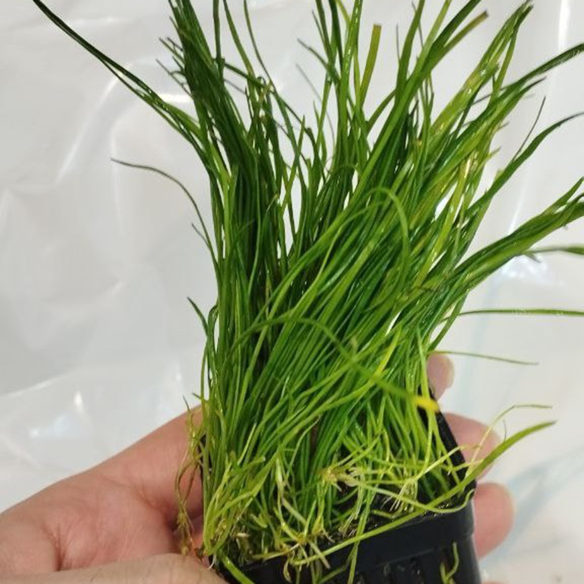 گیاه آبزی آکواریوم پلنت چمن برزیلی کوتوله  Lilaeopsis brasiliensis