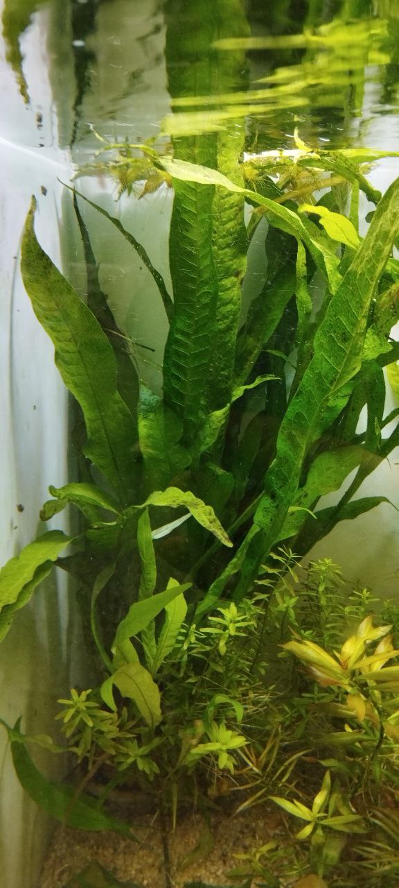 گیاه آبزی آکواریوم پلنت جاوا فرن Microsorum pteropus (پک 5 برگی)