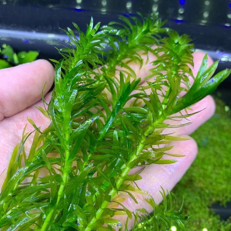 گیاه آبزی آکواریوم پلنت دم گربه Egeria densa (پک 4 شاخه )