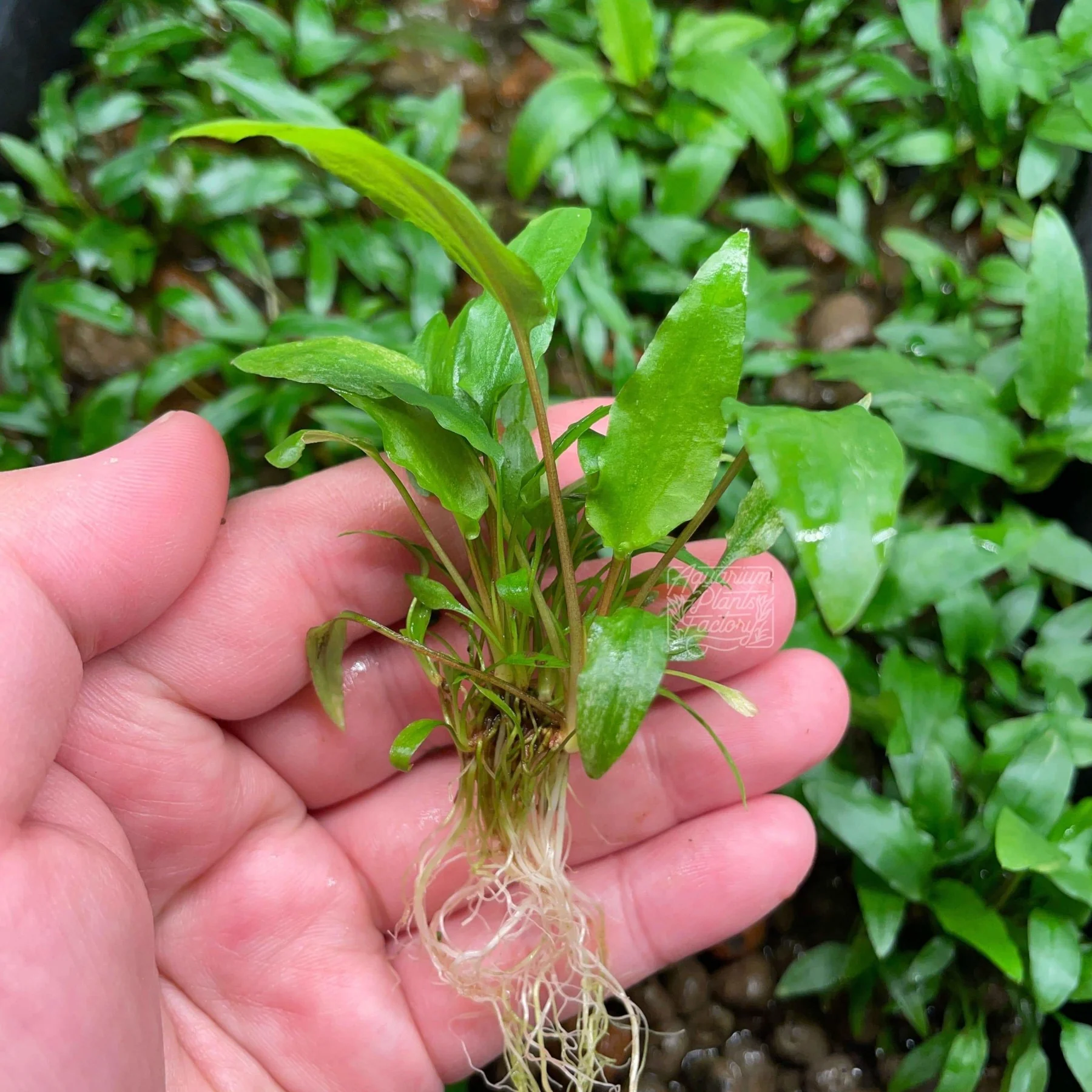 گیاه آبزی آکواریوم پلنت کریپتون وندتی Cryptocoryne wendtii Green