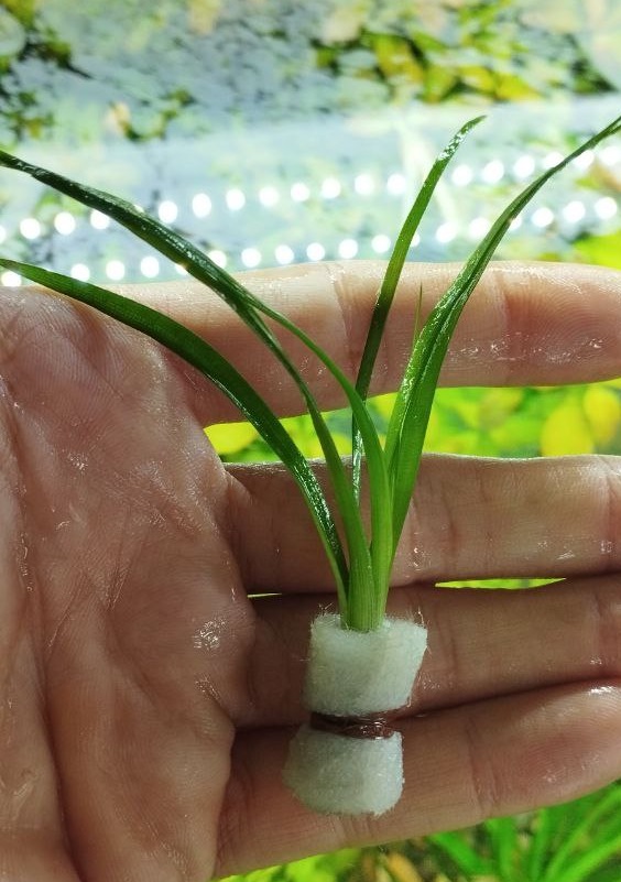 گیاه آبزی آکواریوم پلنت اریوکالن ویتنام Eriocaulon sp. Vietnam