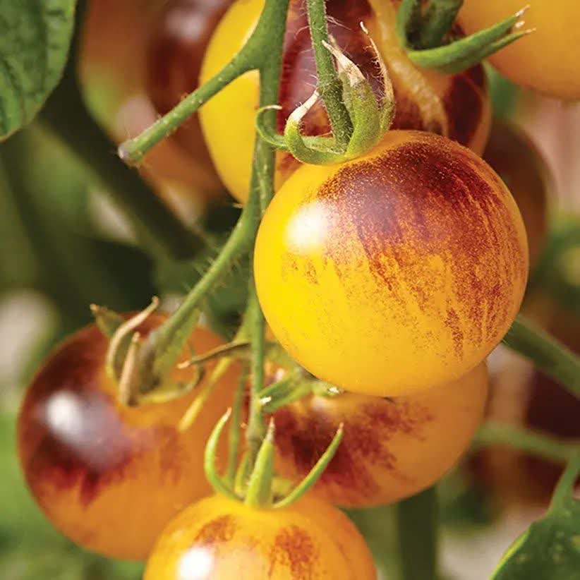 بذر گوجه گیلاسی آمریکایی