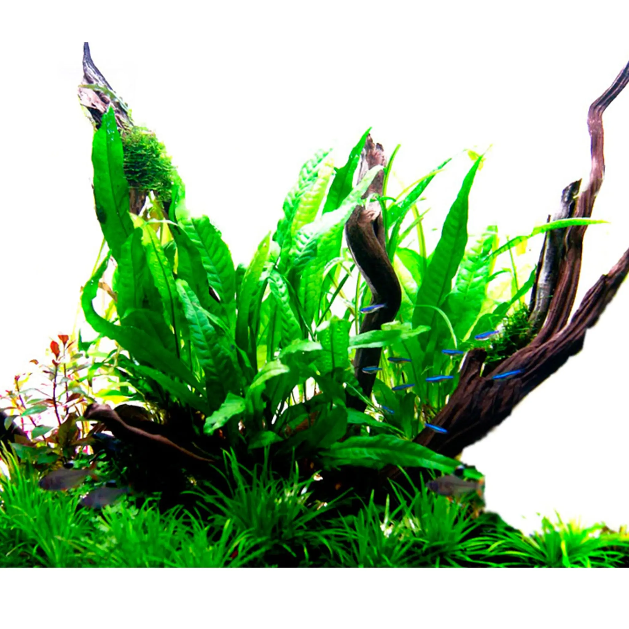 گیاه آبزی آکواریوم پلنت جاوا فرن ریز Java Fern Petite ( پک 5 برگی )