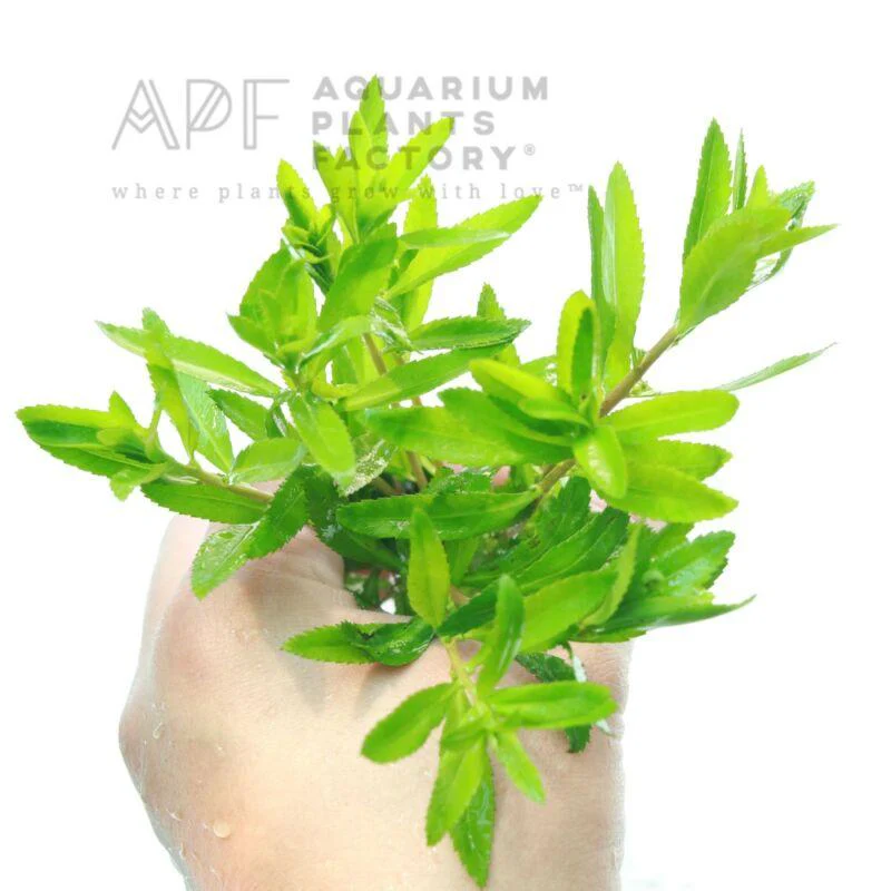 گیاه آبزی آکواریوم پلنت پروسرپیناکا پالوستریسProserpinaca palustris( پک 3 شاخه)