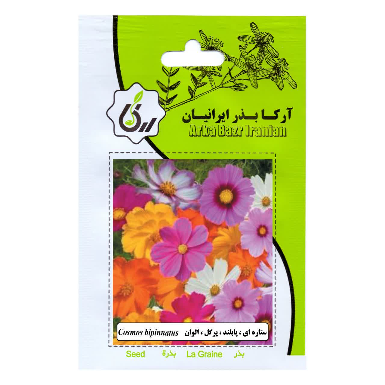 بذر ستاره ای و پا بلند و پر گل و الوان
