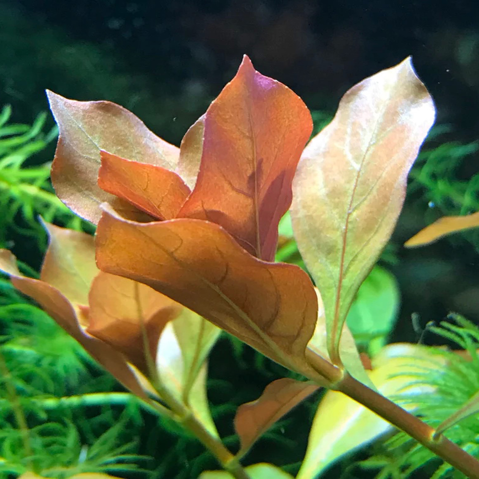 گیاه آبزی آکواریوم پلنت لودوجیا ریپنس Ludwigia Repens( پک 4 شاخه)