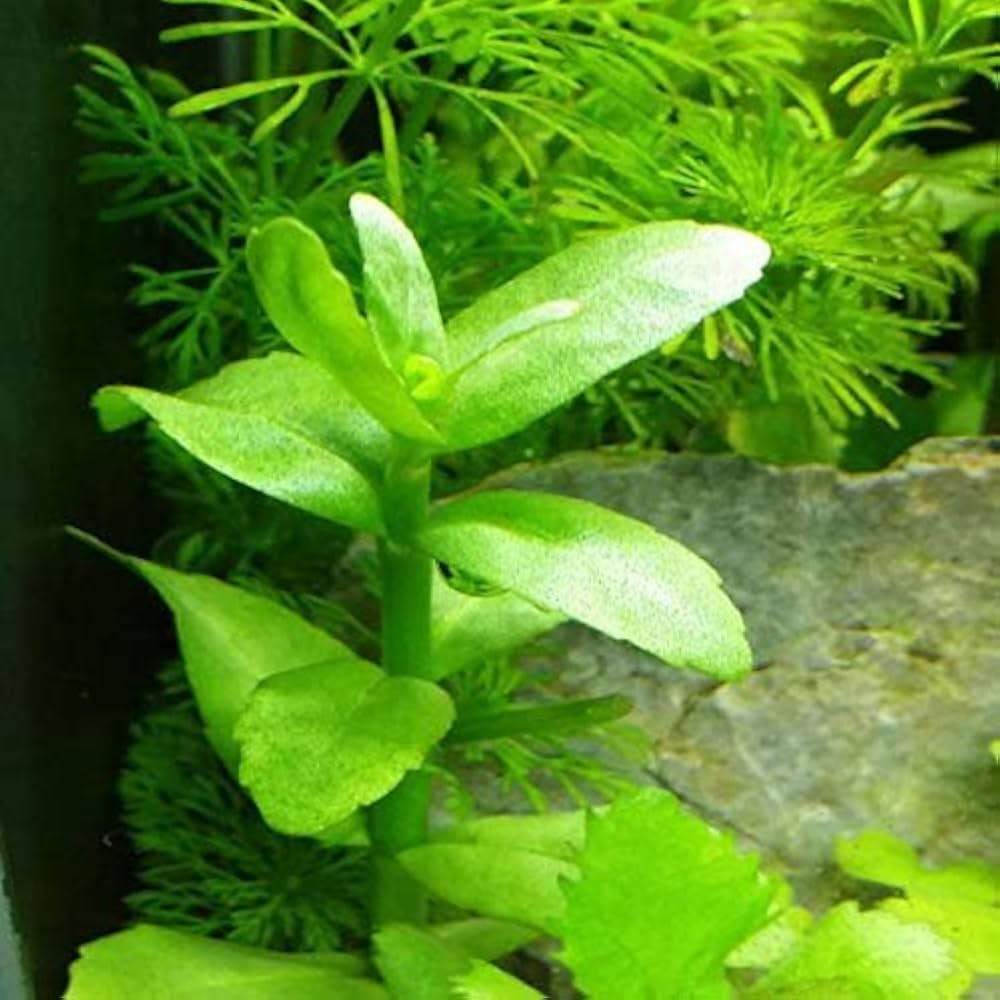 گیاه آبزی آکواریوم پلنت باکوپا ماداگاسکار Bacopa madagascariensis( پک 4 شاخه)