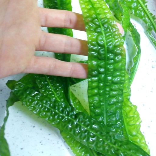 گیاه آبزی آکواریوم پلنت کریپتون چروک Cryptocoryne aponogetifolia