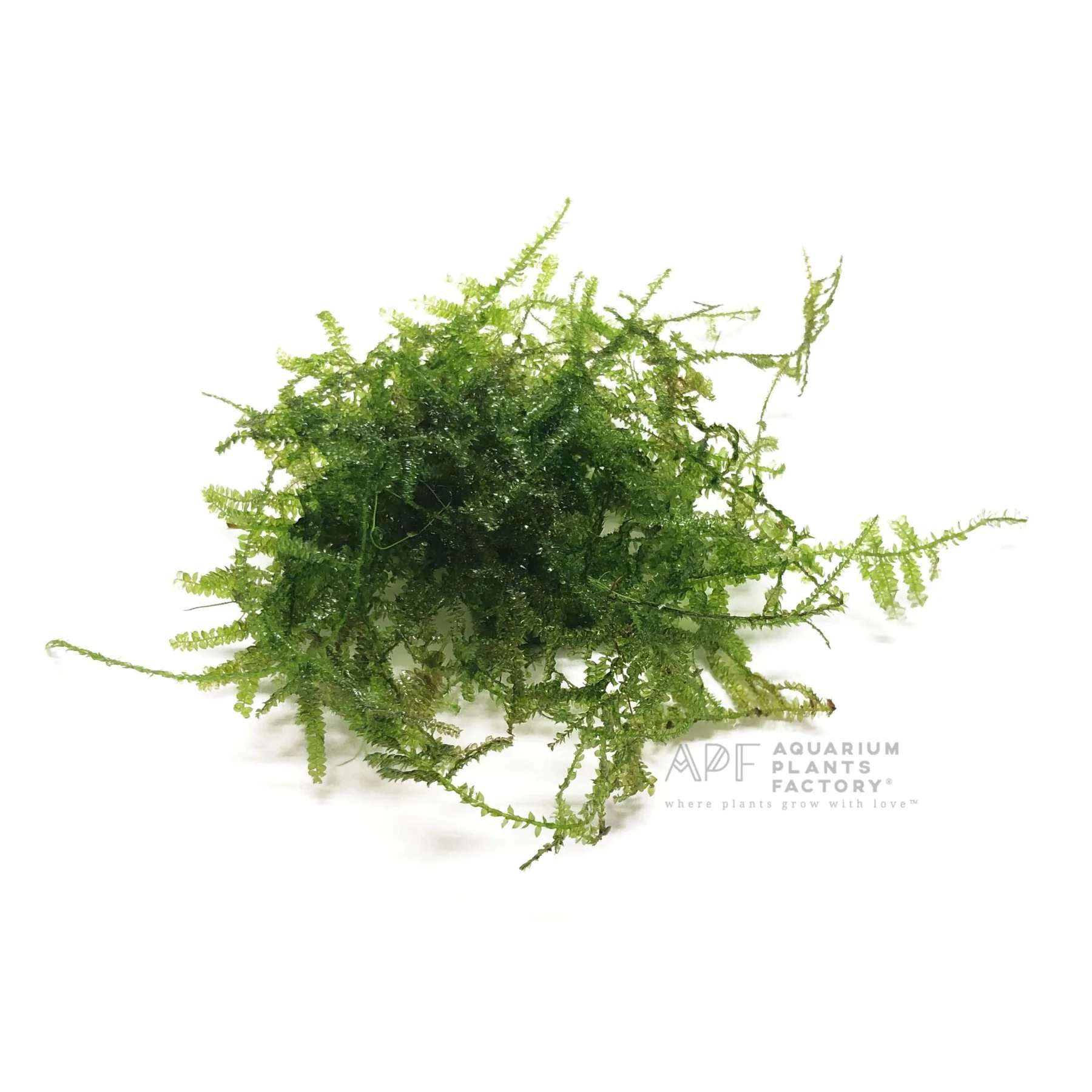 گیاه آبزی آکواریوم پلنت خزه  کریسمس Christmas Moss