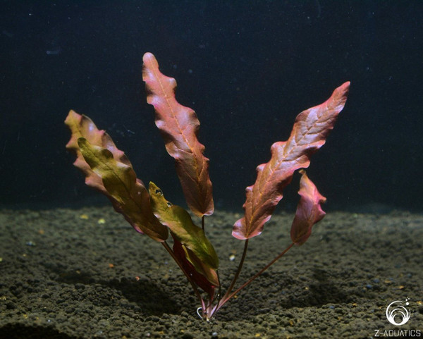 گیاه آبزی آکواریوم پلنت بارکلایا قرمز Barclaya longifolia Red
