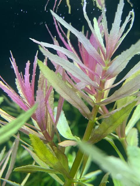 گیاه آبزی آکواریوم پلنت لیمنوفلیا آروماتیکا Limnophila aromatica (پک 2 شاخه)